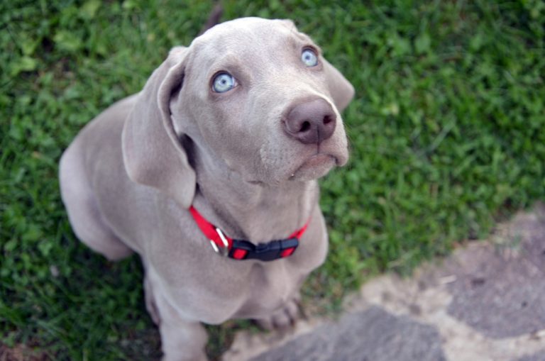 races de chien fidélité sans faille