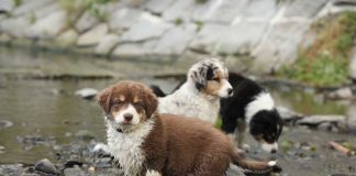 races de chien gagnés en popularité