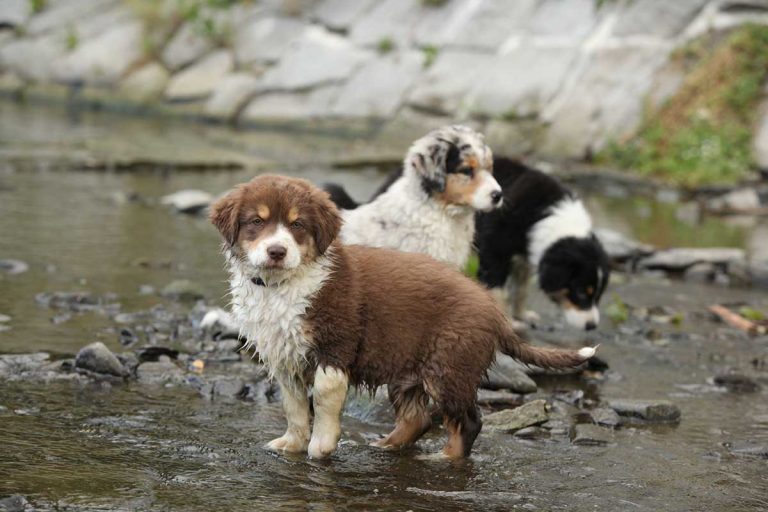 races de chien gagnés en popularité