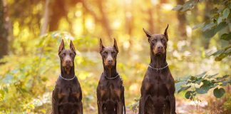 races de chien garantir votre sécurité