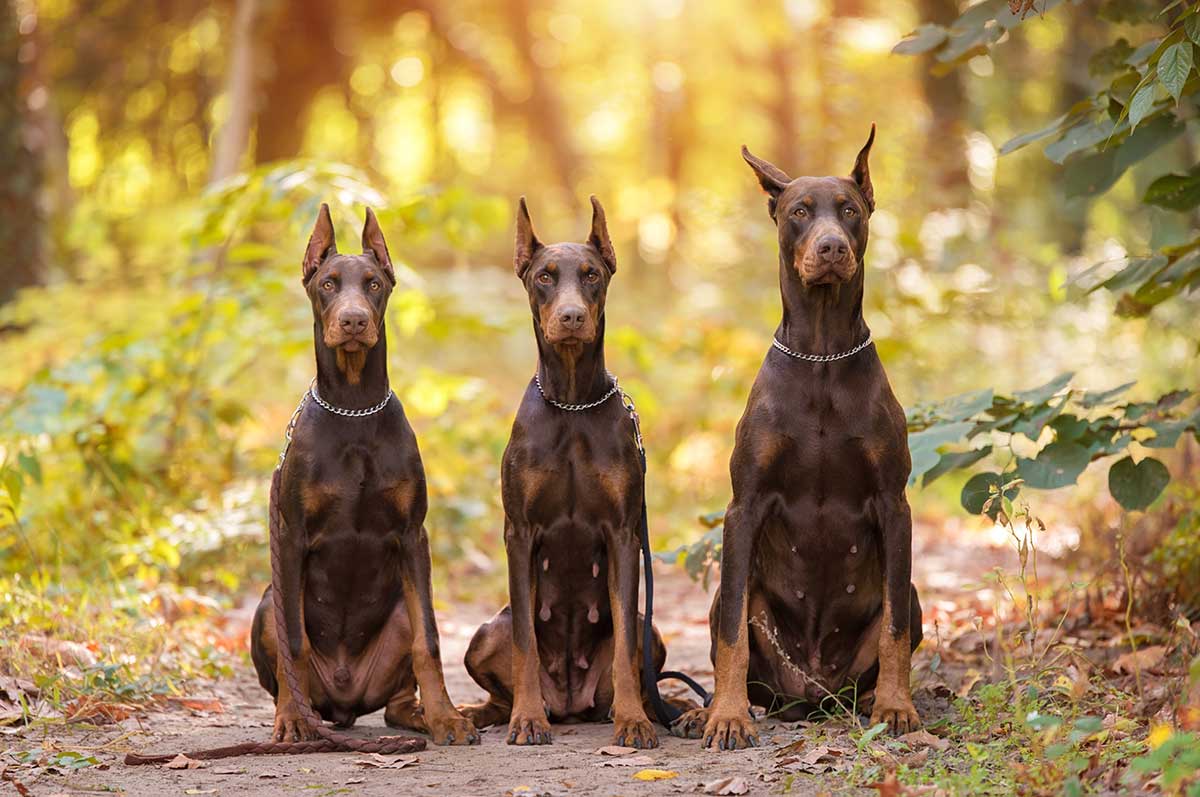 races de chien garantir votre sécurité