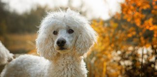 races de chien plus intéressantes