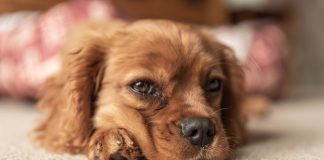 races de chien qui ne sont pas très en forme