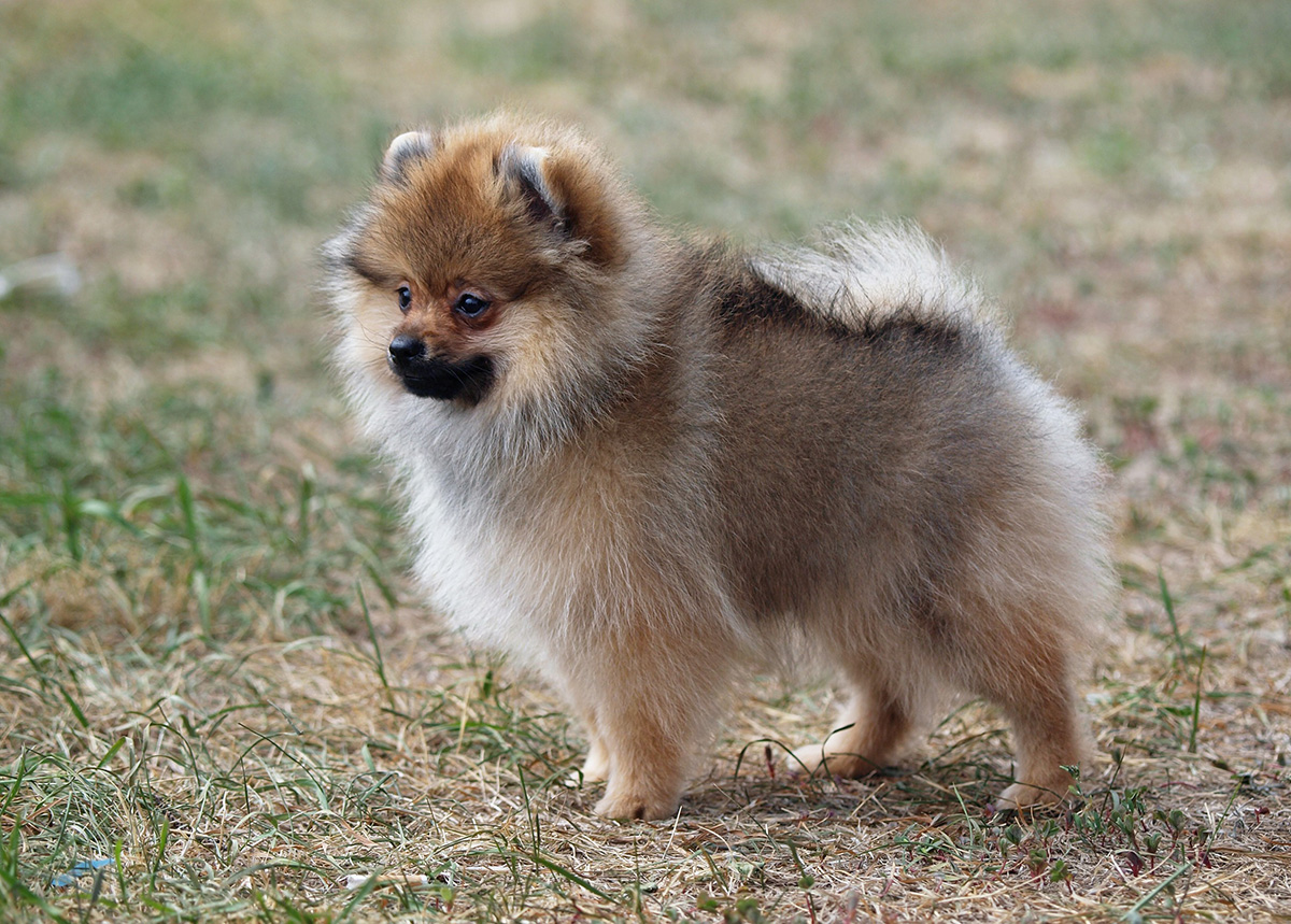 races de chien pas sauvages