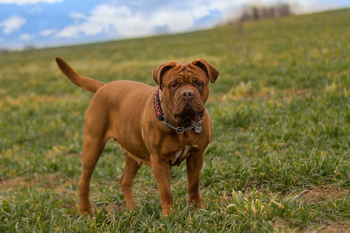 races de chien qui ne sont pas simples à apprivoiser 