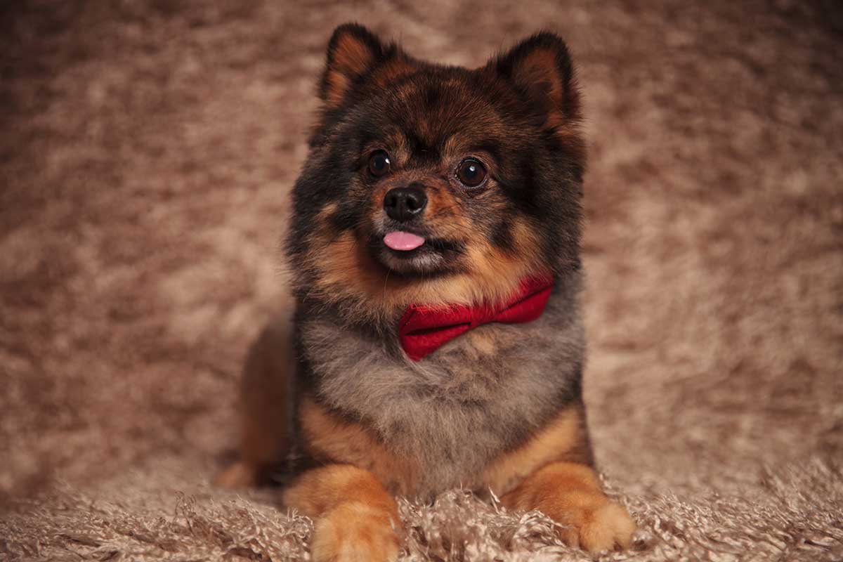 races de chien qui ne font pas un pas sans leur maître