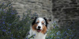 races de chien plus de succès