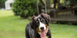 races de chien veulent rester avec leur maitre