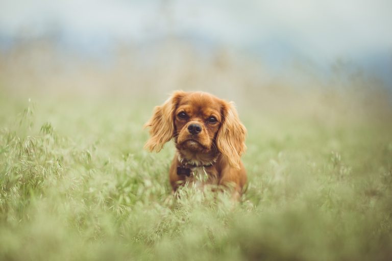 races de chien santé délicate