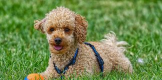 races de chien se tiennent à carreaux