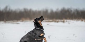 races de chien plus trapues