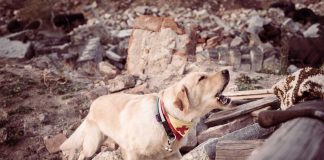 sauvetage chien tremblement de terre en Turquie