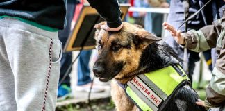 opérations de sauvetage animaux en Turquie