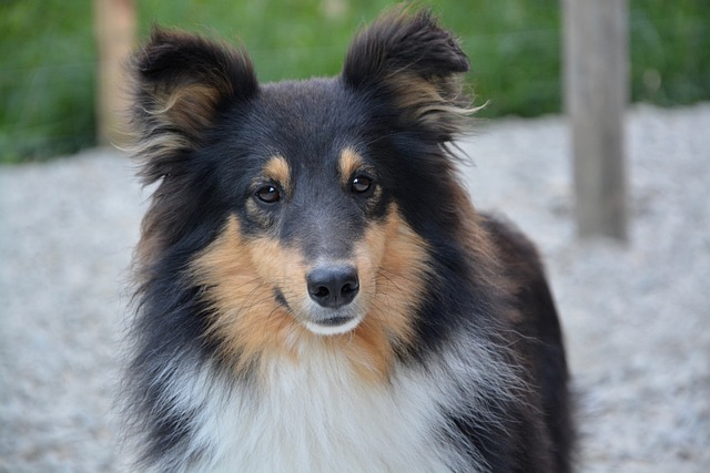 race de chien captivée par leur maître