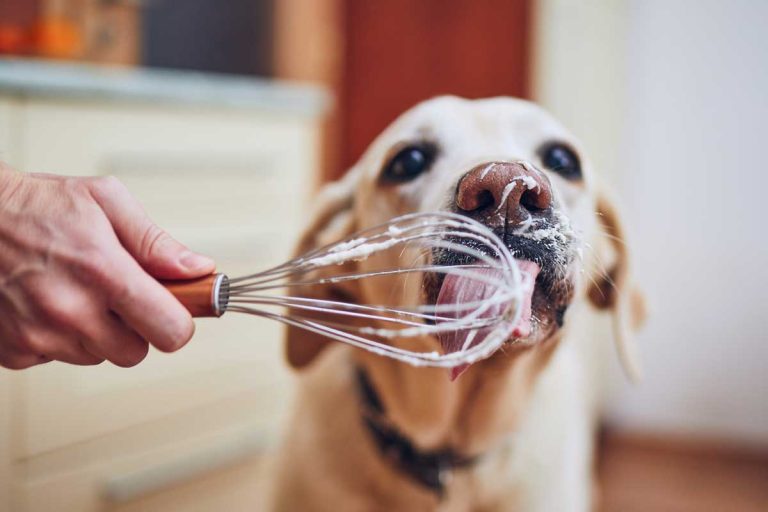 Les vidéos de chiens les plus étonnantes de la semaine