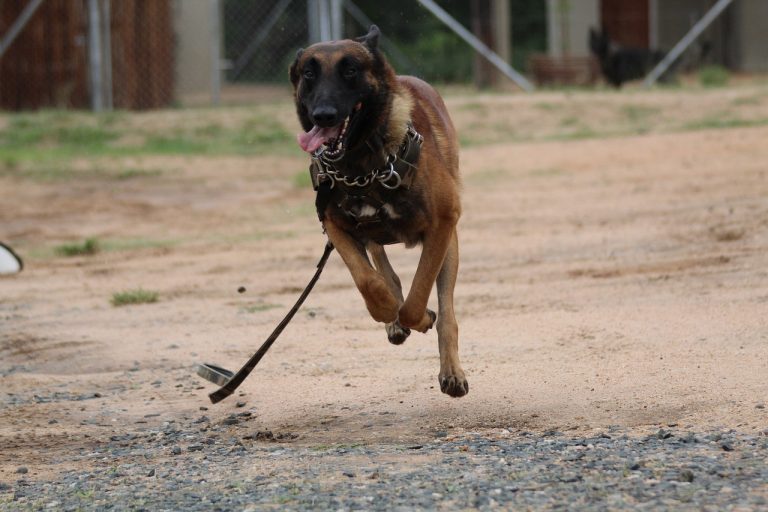 Les meilleures races de chiens pour le Scorpion