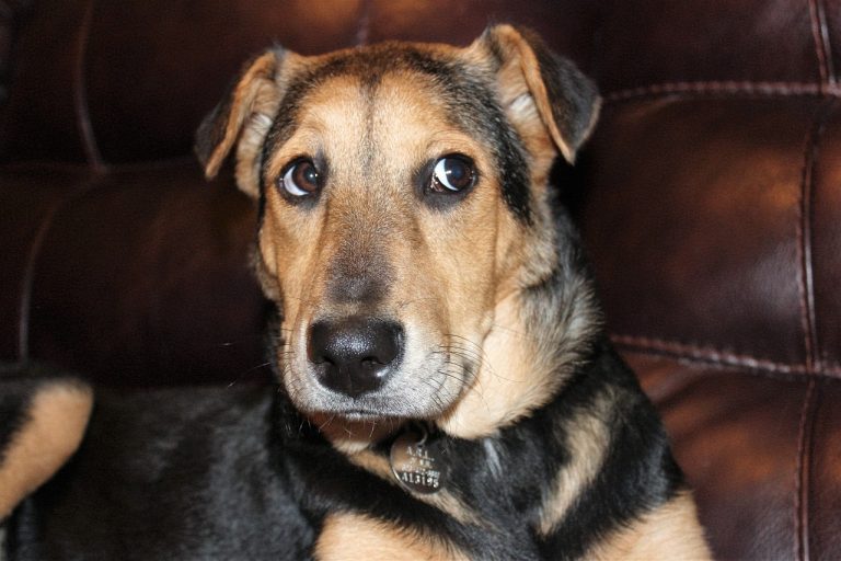 Un chien sauvé d’un tunnel de drainage après une opération de sauvetage de 18 heures