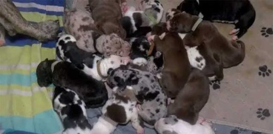 chienne donne naissance à 21 chiots en une seule portée