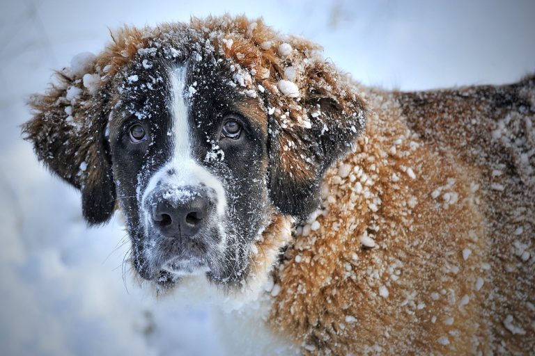 Un chien âgé trouvé gelé dans un fossé