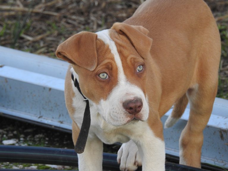 Un chien sauve un bébé d’un incendie