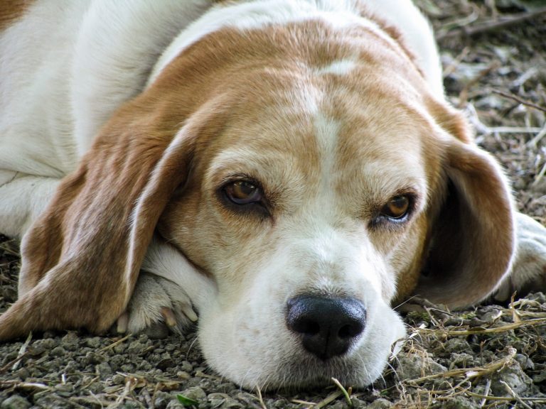 Les avantages d’adopter un chien âgé (quel que soit votre âge)