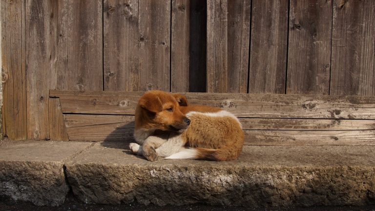 L’inflation et l’incertitude économique entraînent une hausse des abandons d’animaux de compagnie