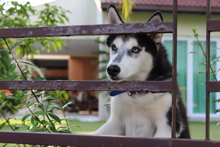 Peut-on mettre son chien en cage pendant une période prolongée ?