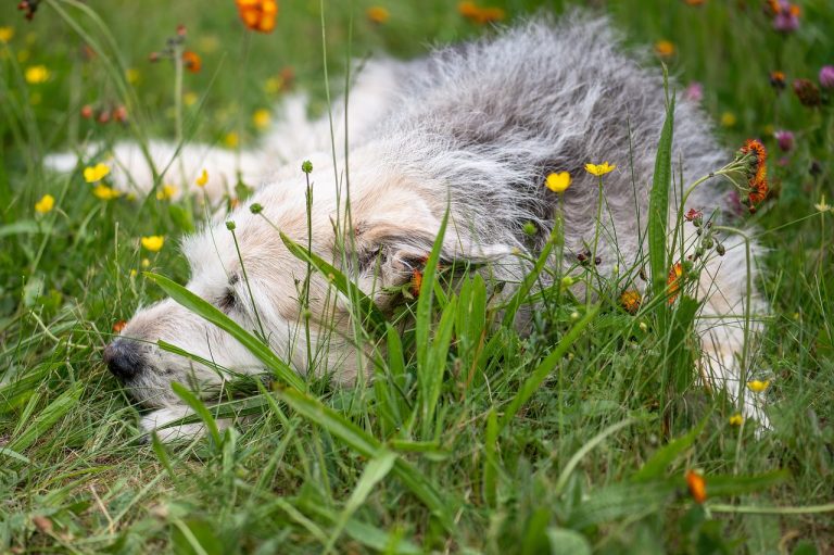 Respiration bruyante chez le chien : symptômes et causes