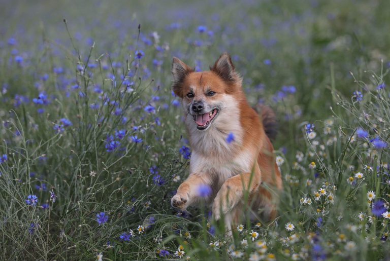 Le musée d’art grec invite les chiens pour la Journée mondiale des animaux errants