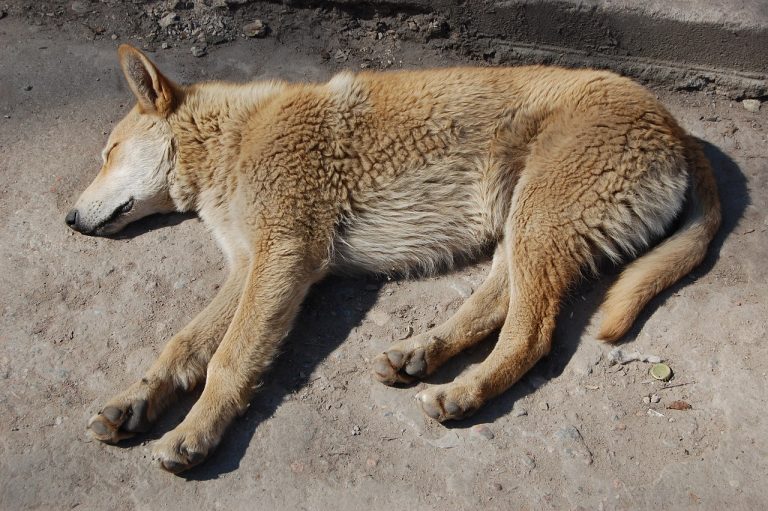 Un chien sauvé des décombres cinq jours après