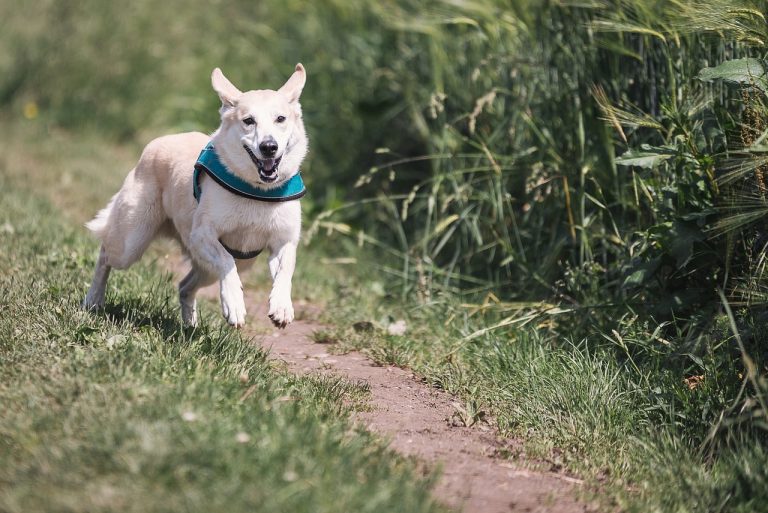 Une étude sur les chiens révèle que leurs rôles culturels prédisent la façon dont ils sont traités