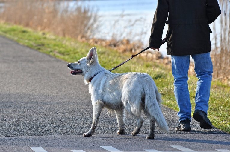 5 raisons pour lesquelles vous devez toujours tenir votre chien en laisse