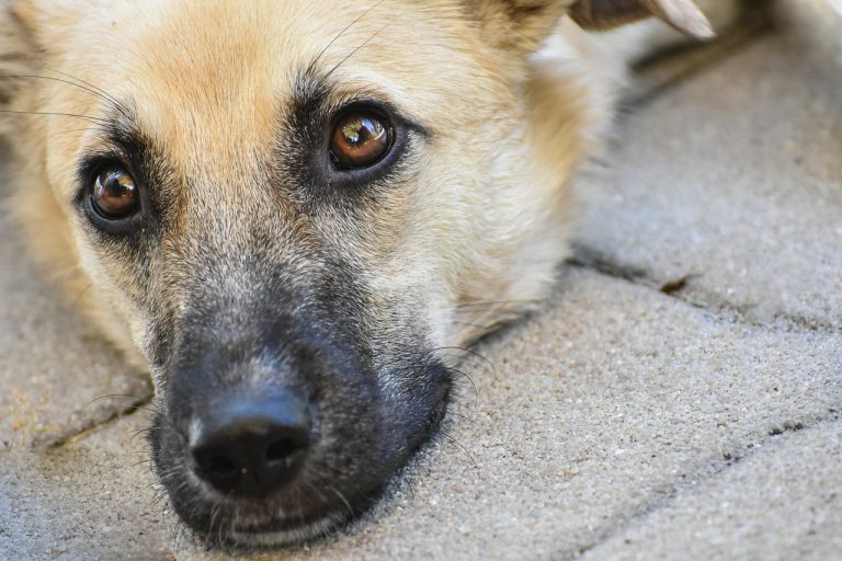 Les « chiens-boutons » parlent-ils vraiment ? Découvrez l’avis des experts