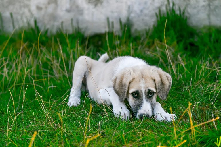 Une étude révèle que le CBD soulage les chiens