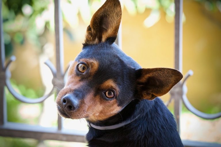 Une propriétaire SDF retrouve son chien