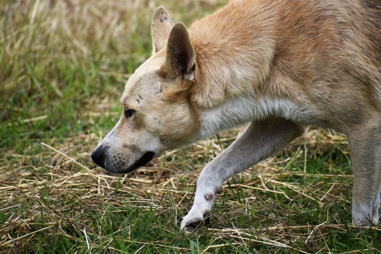 Les  chiens renifleurs de cadavres à l’origine de percées historiques