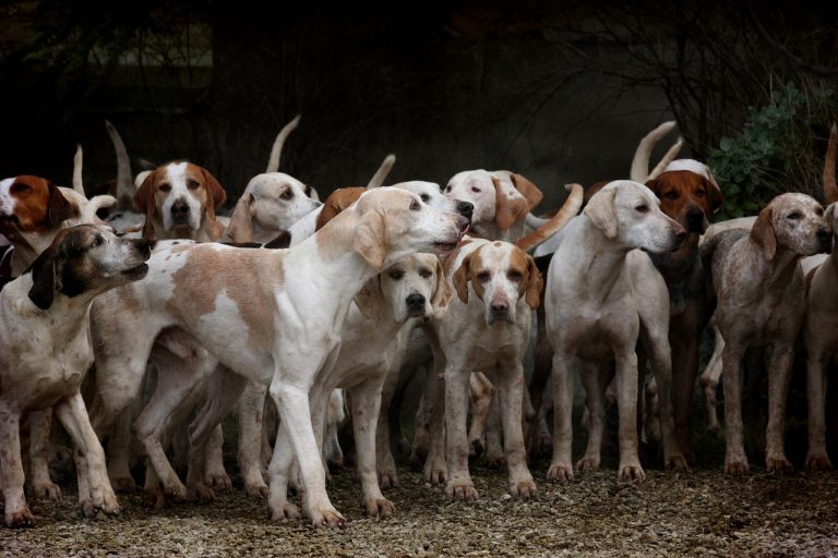 Comment savoir combien de chiens on veut ?