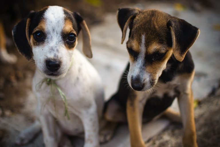 50 noms de chiens créatifs pour les paires de chiots