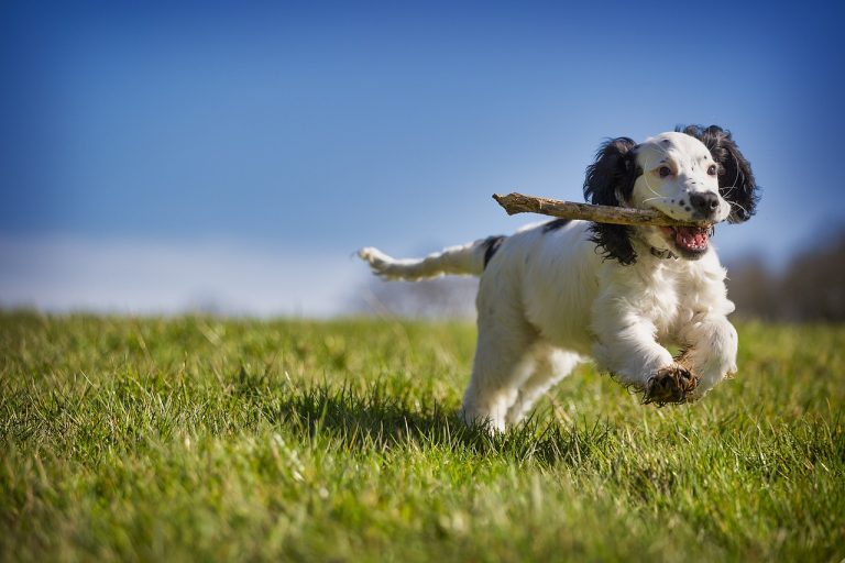 Que faire avec votre chien réactif ?