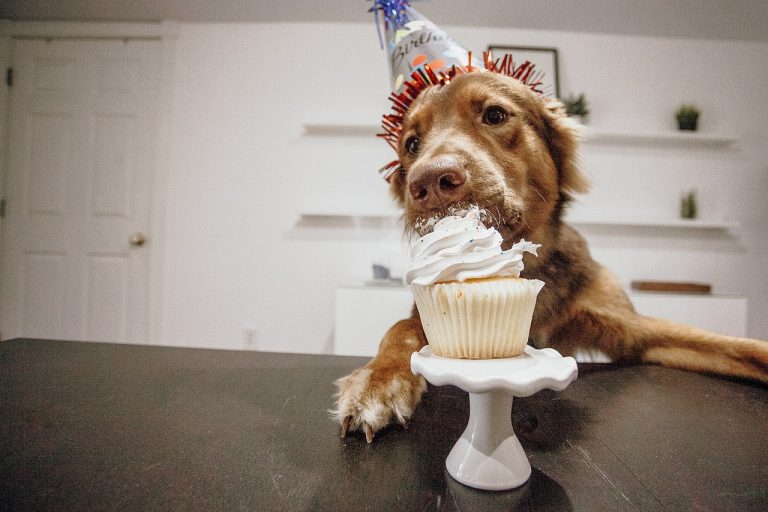 Pourquoi donner un nom de nourriture à votre chien ?