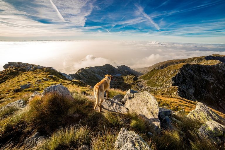 Des chercheurs imaginent ce que feraient les chiens sans les humains