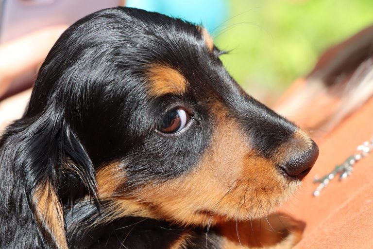 Habituer votre chien à un nouveau bébé