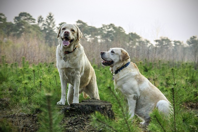 chien s’adoucir avec le temps