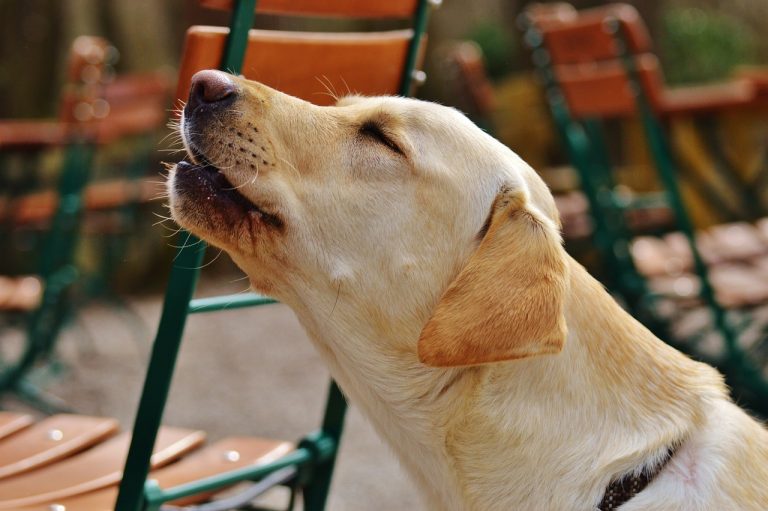 Des moyens efficaces pour faire face à un chien aboyeur