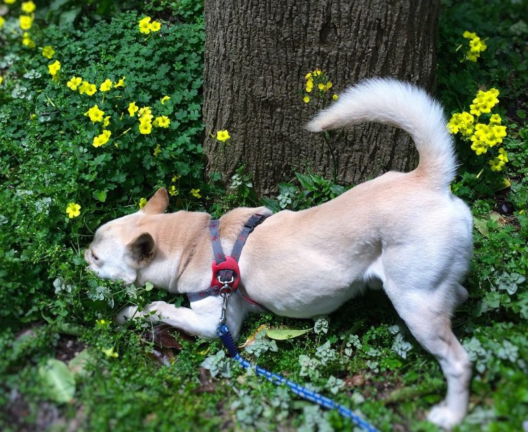 L’oncologie comparative sauve des chiens et des humains du cancer