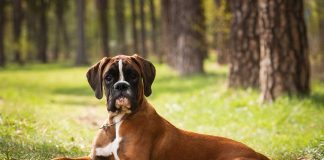 races de chien qui ont besoin de règles