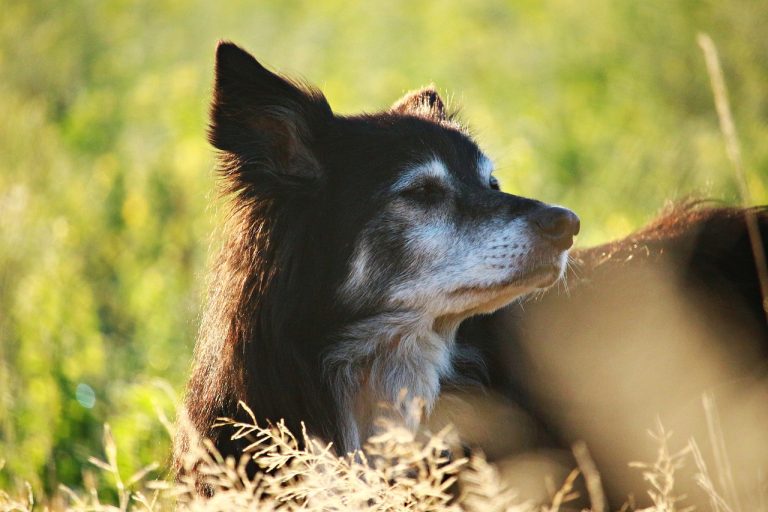 plus vieux chien du monde