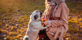 races de chien tranquilles personnes plus de 50 ans