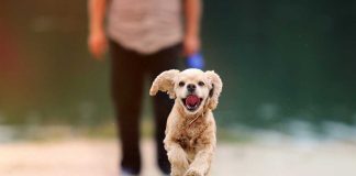 races de chien qui ont besoin de fermeté