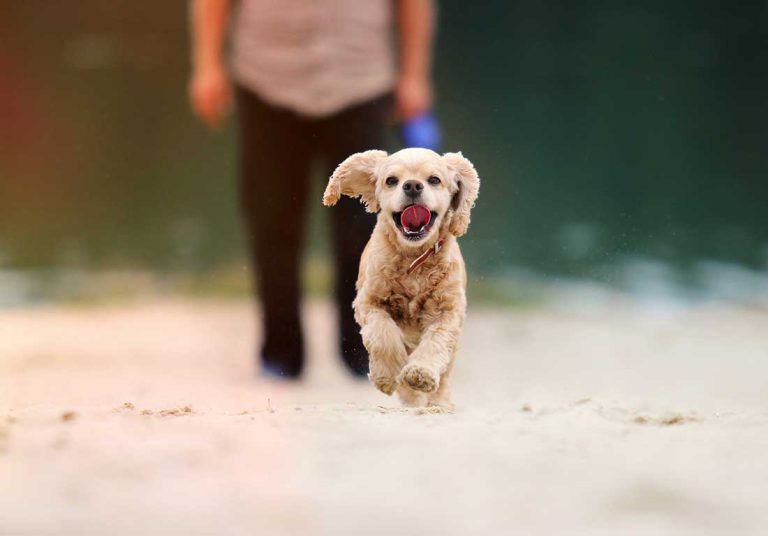 races de chien qui ont besoin de fermeté